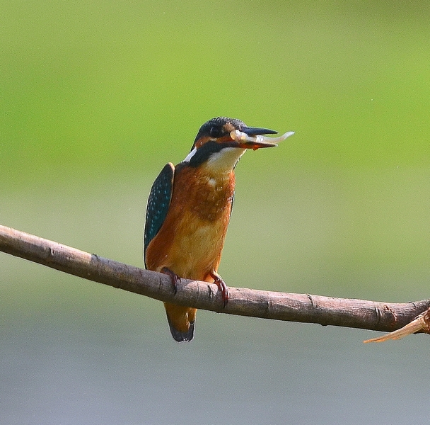 il Martino per Baffo